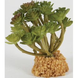 !!!!! DECOR PLANTE...