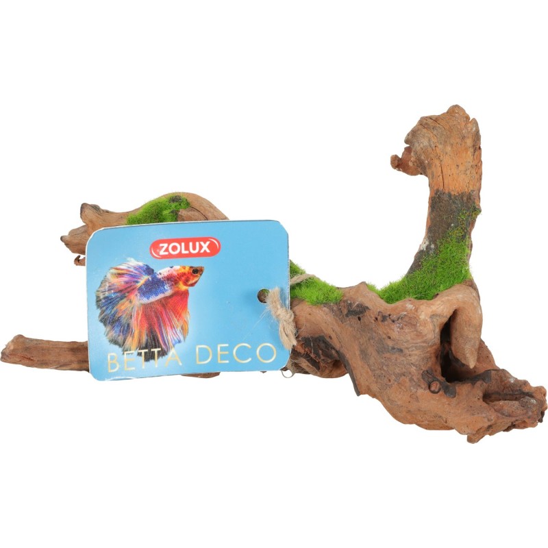 RACINE MALAISIE KIPOUSS M