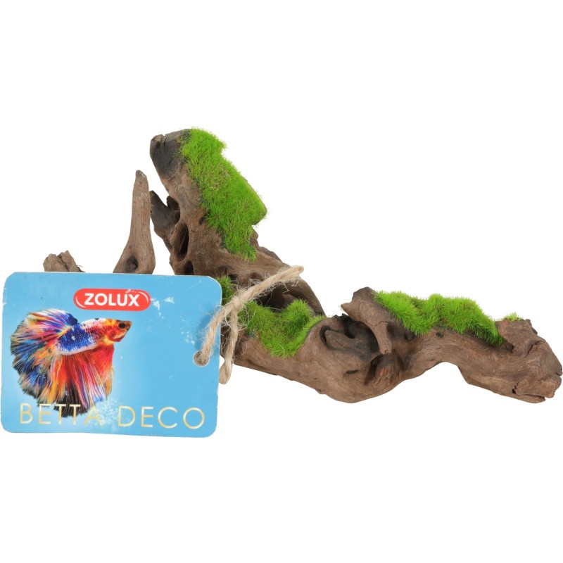 RACINE MALAISIE KIPOUSS S