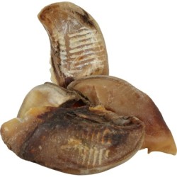 SABOT DE BŒUF X50