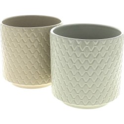 C.POT ORCHID12 ASS 2 D13.4...