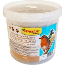 LARVES DE MOUCHE SOLDAT...