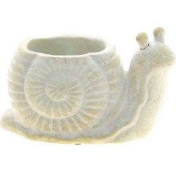 ESCARGOT BLANC - 16.59.5...