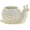 ESCARGOT BLANC - 16.59.5 H10 POT:76