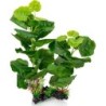 PLANTE AQUA H 35 CM