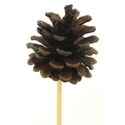 PIQUE POMME DE PIN NATUREL...