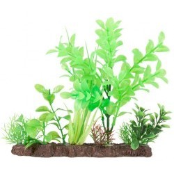 !!!!! PLANTE BARPLANT 20CM...