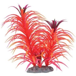 !!!!! PLANTE FEU D'ARTIFICE...