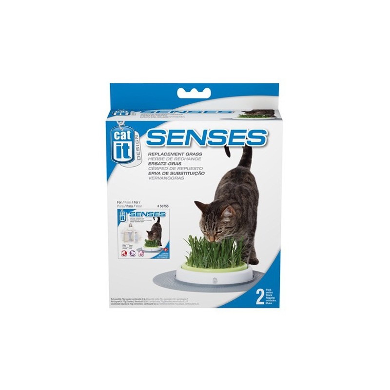 HERBE A CHAT DE RECHANGE SENSES
