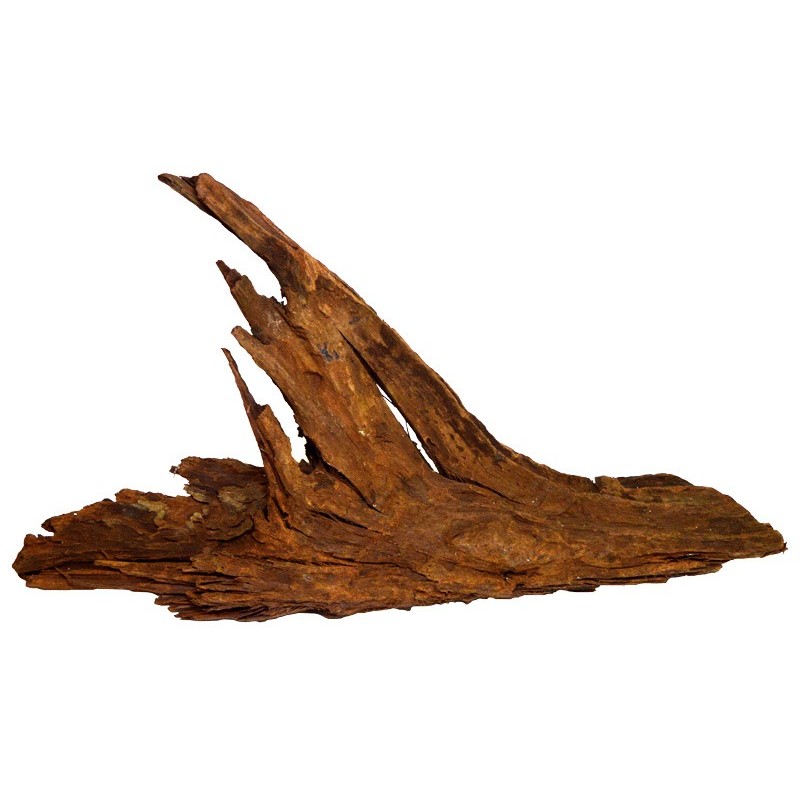 RACINE BOIS MALAISIE XS 12-18CM**