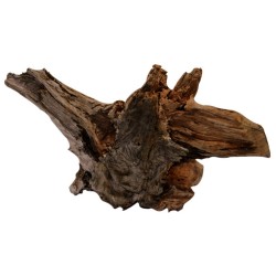 RACINE BOIS MALAISIE L...