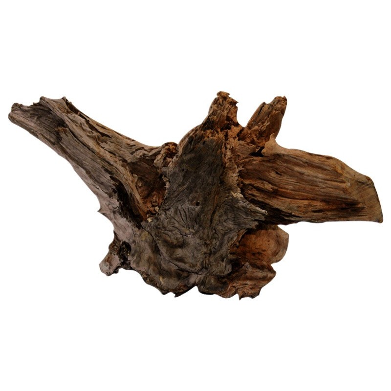 RACINE BOIS MALAISIE XL 48-60CM**