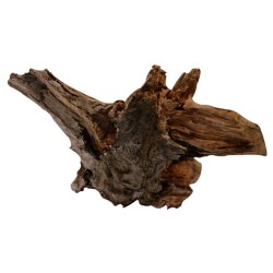 RACINE BOIS MALAISIE...