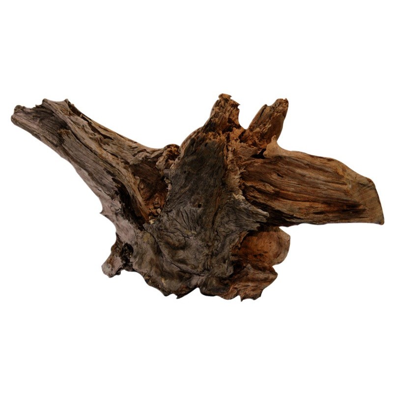 RACINE BOIS MALAISIE SUPERLARGE**