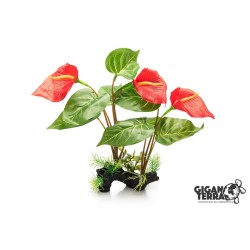 Plante Anthurium rouge 32cm...