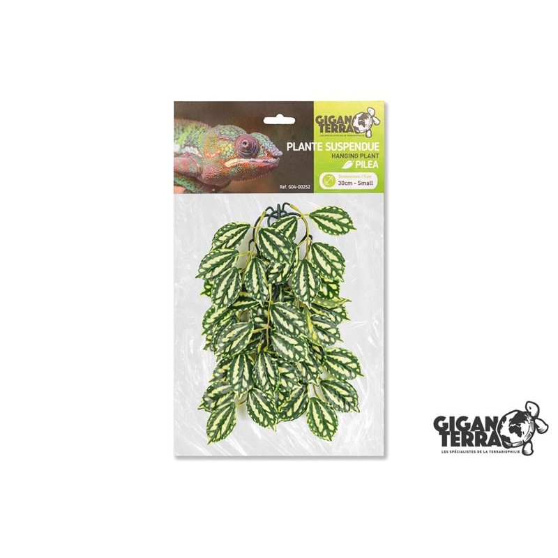 Plante suspendue 1 hauteur 30cm Gigan