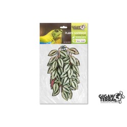 Plante suspendue 2 hauteur...