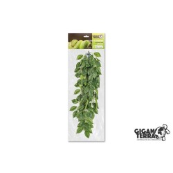 Plante suspendue 3 hauteur...