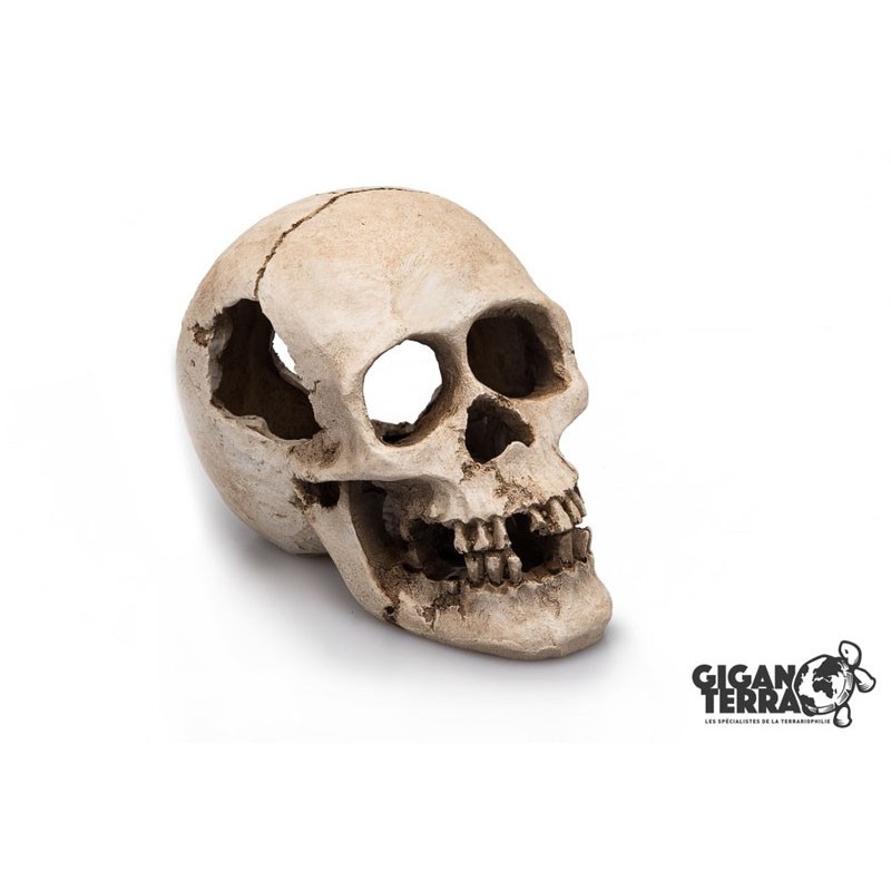 Deco Human skull 16cm  Gigan