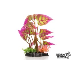 !!!!!    Plante sur pied 24...