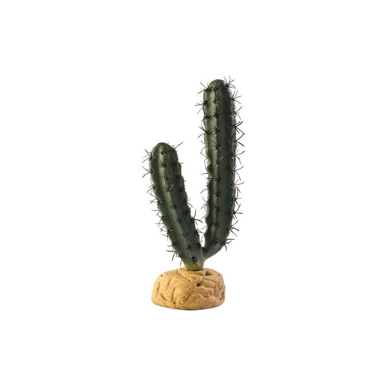 CACTUS EN DOIGTS*** HAGEN