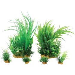 PLANT KIT JALAYA N°1