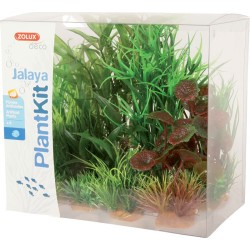 PLANT KIT JALAYA N°2