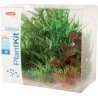 PLANT KIT JALAYA N°2