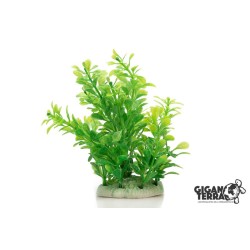Plante sur pied 12 cm – 518