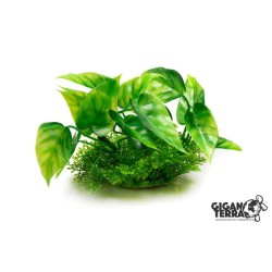 Plante sur pied 12 cm – 524