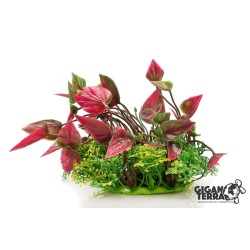 Plante sur pied 12 cm – 525