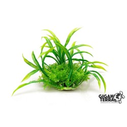 Plante sur pied 12 cm – 527