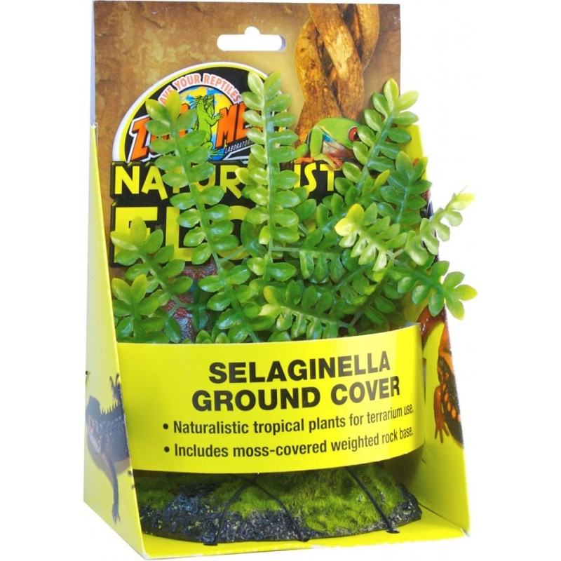 !!!!!!PLANTE SELAGINELLA BU43E