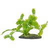 !!!!!!PLANTE SELAGINELLA BU43E