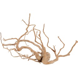 RACINE ARAIGNÉE +60CM