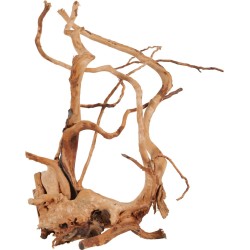 RACINE ARAIGNÉE 40-50CM