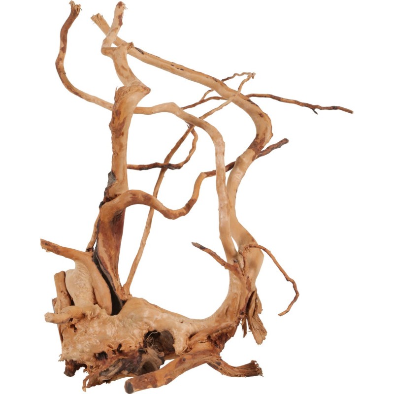 RACINE ARAIGNÉE 40-50CM