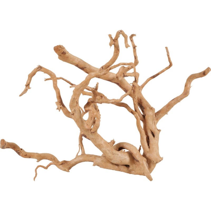 RACINE ARAIGNÉE 30-40CM