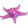 ETOILE DE MER ROSE  Diamétre 17